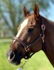 Sage Family Rose Gold Halter with Padding