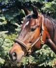Griffith Anatomic Leather Halter  - Pony, Cob, Full, XL and Draft 