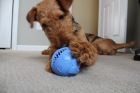 Jolly Pets Monster Ball